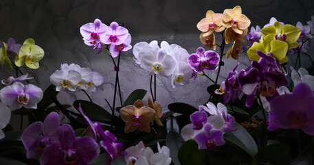 Phalaenopsis orchid. Bright, beautiful orchids close-up. Many orchids in one photo. The image features a multitude of blooming orchids in a variety of colors: white, lavender, purple, and yellow.
