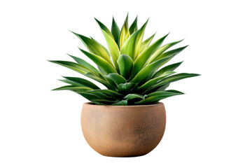 Fototapeta premium Agave Plant in Terracotta Pot on White Transparent Background