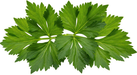 Isolated parsley leaves display lush green color, fresh ingredient for cooking, edible plant