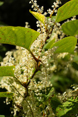 Wild alpine plants, autumn flowering
