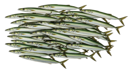 Isolated School of pacific saury fishes in heap, commercially important food fish in Asia