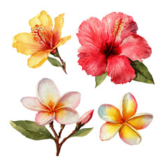 Vector illustration set, My Watercolor illustration, set of tropical flowers - hibiscus and plume painting isolated on a white background, An EPS painting design, 