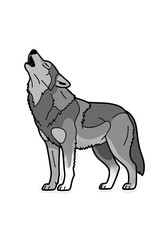 Fototapeta premium Flat Vector Illustration of a Howling Grey Wolf