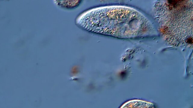 Ciliophora protozoa life, microscopic view 400x magnification 