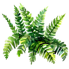 An EPS painting design, Vector illustration set, My Watercolor illustration, flat curled green fern leaf painting isolated on a white background