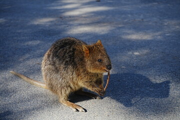 Quokka on Rottnest Island in Perth, Australia - オーストラリア パース ロットネスト島 クオッカ