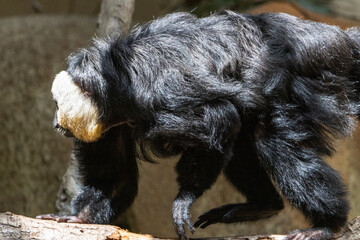 Saki à face blanche