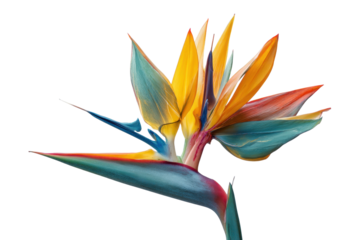 Bird of Paradise Flower on Transparent Background