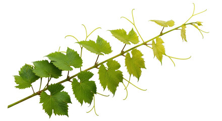Isolated grapevine branch with green leaves and tendrils, vitis vinifera foliage, nature, crop