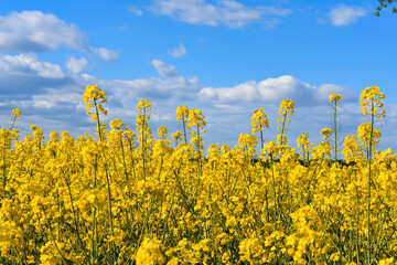 Rapeseed flowers, yellow canola field closeup.Flowering Brassica Napus plant against cloudy sky. Beautiful landscape with rapeseed field. Agriculture industry. Nature counryside Wallpaper.