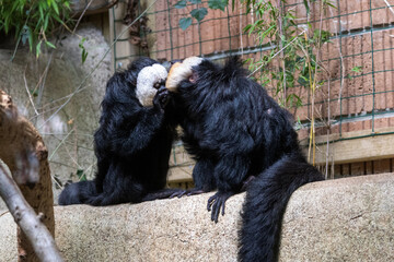 Saki à face blanche
