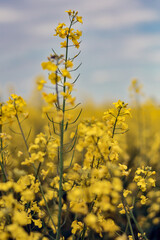 Obraz premium Rapeseed flowers, yellow canola field closeup.Flowering Brassica Napus plant against cloudy sky. Beautiful landscape with rapeseed field. Agriculture industry. Nature counryside Wallpaper.