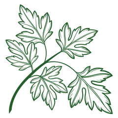 Stylized green outline of a parsley sprig with detailed leaves on a white background