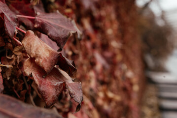 Autumn. Close-up of reddened wild grape leaves.
