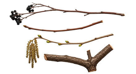 Isolated twigs and branches arranged together against a clean backdrop in a studio shot