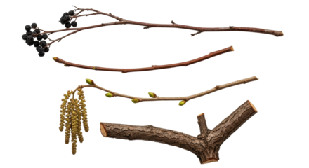 Isolated twigs and branches arranged together against a clean backdrop in a studio shot