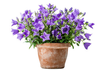 Purple Campanula Bellflower Plant in Terracotta Pot