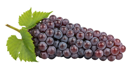 Isolated bunch of fresh ripe dark grapes with green leaves, sweet fruit for eating, delicious