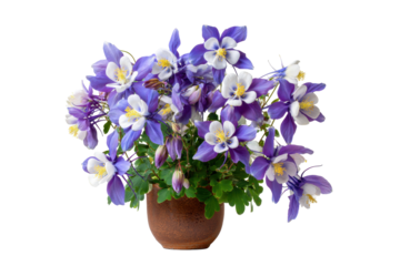 Purple Columbine Aquilegia in Pot on Transparent Background