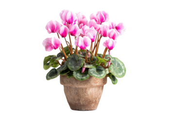 Cyclamen in Pot on Transparent Background
