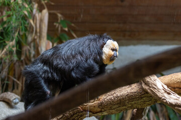 Saki à face blanche