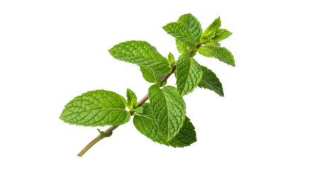 Isolated spearmint sprig, a fresh herb with natural green leaves and distinctive flavor and scent