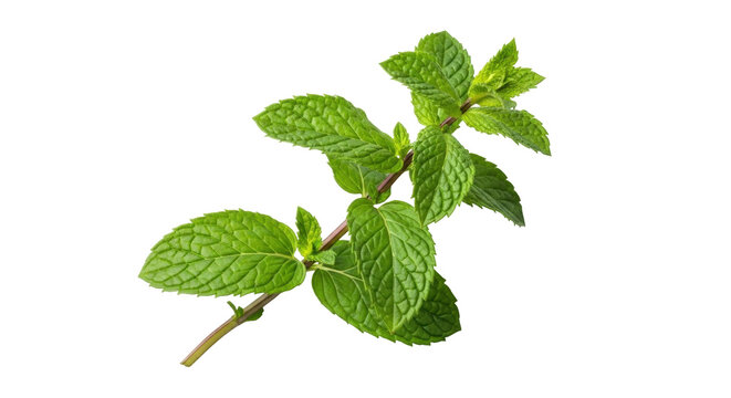Isolated spearmint sprig, a fresh herb with natural green leaves and distinctive flavor and scent