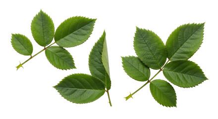 Isolated Rose leaves on stalks, fresh greenery elements with serrated edges, botanical beauty