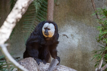 Saki à face blanche