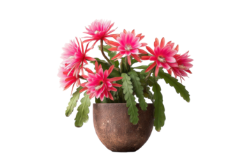 Epiphyllum Orchid Cactus in Pot on Transparent Background
