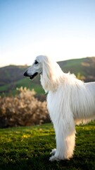 White dog in field at sunset
