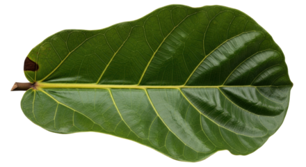 Isolated fiddle leaf fig plant, leaf texture, green color, botanic design element detail