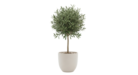 Isolated olive tree in pot for interior decoration and houseplants, garden element