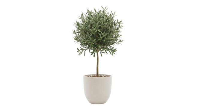 Isolated olive tree in pot for interior decoration and houseplants, garden element