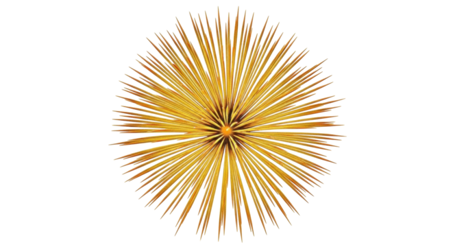 Isolated object is a golden spiky sphere with a dense arrangement of rays pointing outward