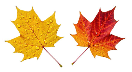 Isolated Pair of Colorful Maple Leaves Fresh with Rain Drops and Dew, Fall Nature Design
