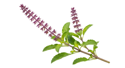 Isolated Holy Basil branch, Ocimum tenuiflorum herb, with fresh green leaves and purple flowers