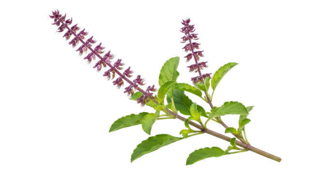 Isolated Holy Basil branch, Ocimum tenuiflorum herb, with fresh green leaves and purple flowers - Powered by Adobe