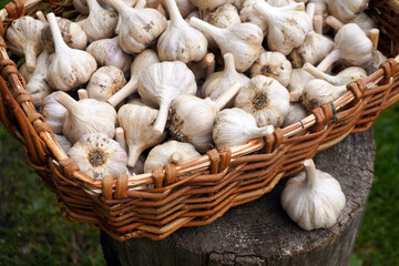 Garlic bulbs filling wicker basket after harvest