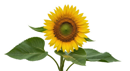 Isolated bright yellow sunflower with green leaves, summer plant blossoming, floral detail