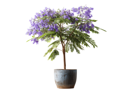 Jacaranda sapling in pot on transparent background