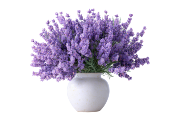 Lavender Bouquet in Ceramic Vase on Transparent Background
