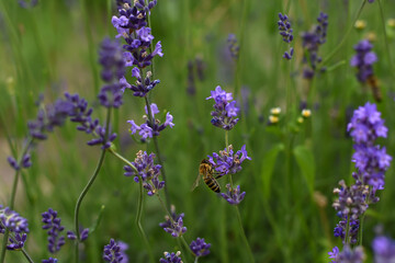 Naklejka premium Violet Lavender in the middle of the summer. Floral nature background. Field of Lavender. Close up Lavandula angustifolia and the bee.