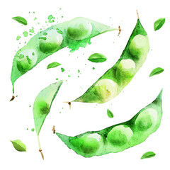 Vector illustration set, eps format, My Watercolor illustration, sliced edamame pod painting isolated on a white background, EPS painting design