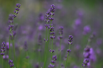 Obraz premium Close up of violet flowers Lavandula angustifolia. Lavender in the middle of the summer. Floral natural background. Field of Lavender.