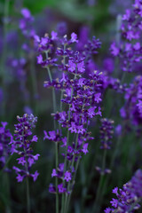 Obraz premium Close up of violet flowers Lavandula angustifolia. Lavender in the middle of the summer. Floral natural background. Field of Lavender.