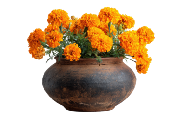 Bright marigold bouquet in rustic clay pot on transparent bg