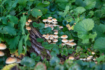 Group of mushrooms on an old tree stump