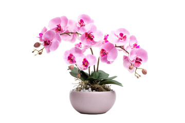 Pink Phalaenopsis Orchid in Ceramic Pot on Transparent Background