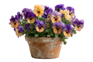 Pansies in Terracotta Pot on Transparent Background